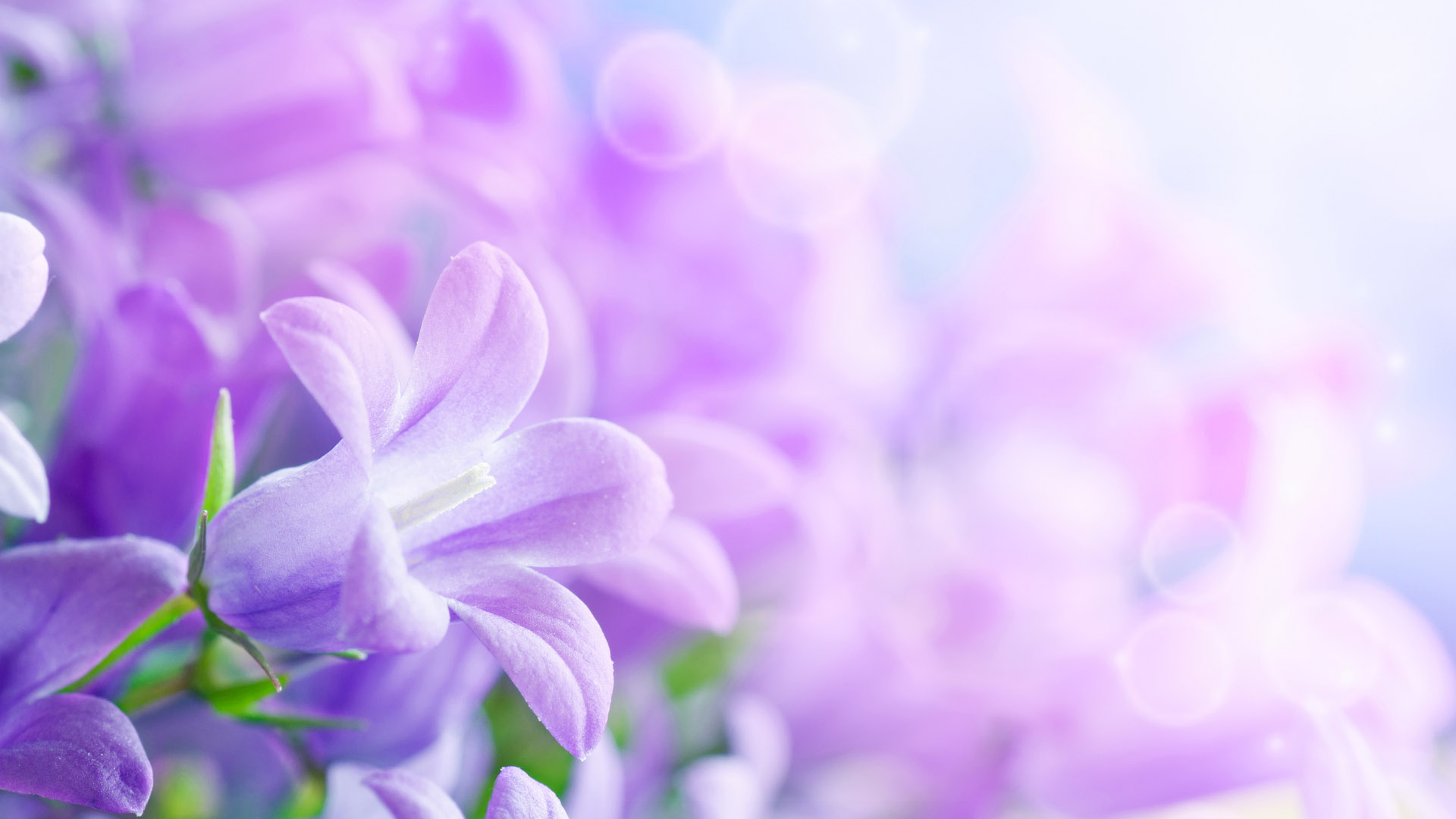 淡紫色的花桌面高清壁纸