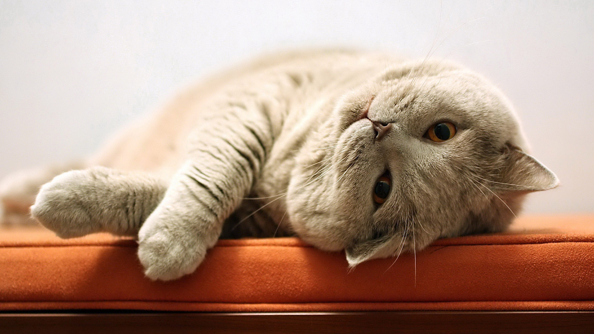 胖胖的小萌猫桌面高清壁纸