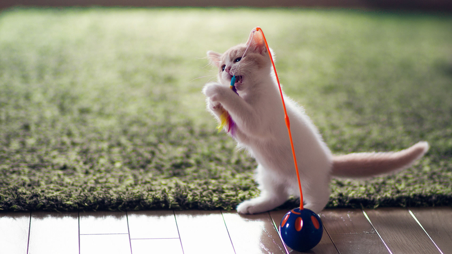 有趣的小猫玩玩具高清壁纸