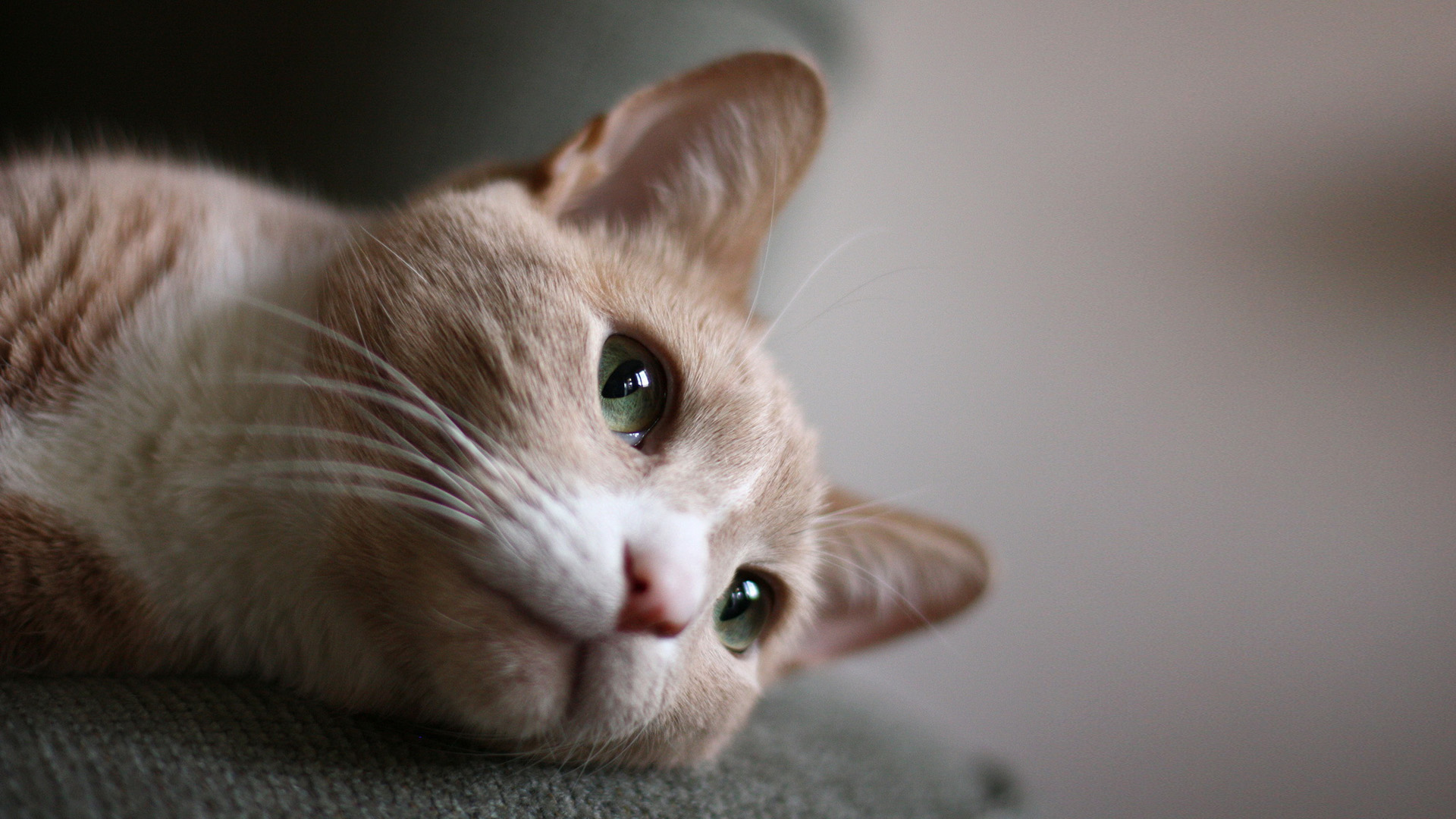 猫,眼睛,特写,桌面高清壁纸