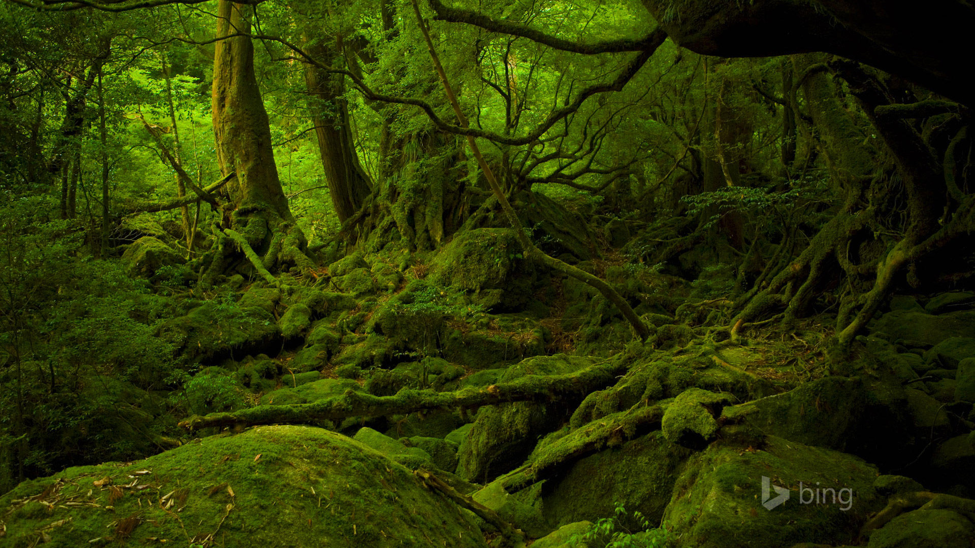 森林，树木，石头，树根，绿色的风景，Bing风景宽屏高清壁纸