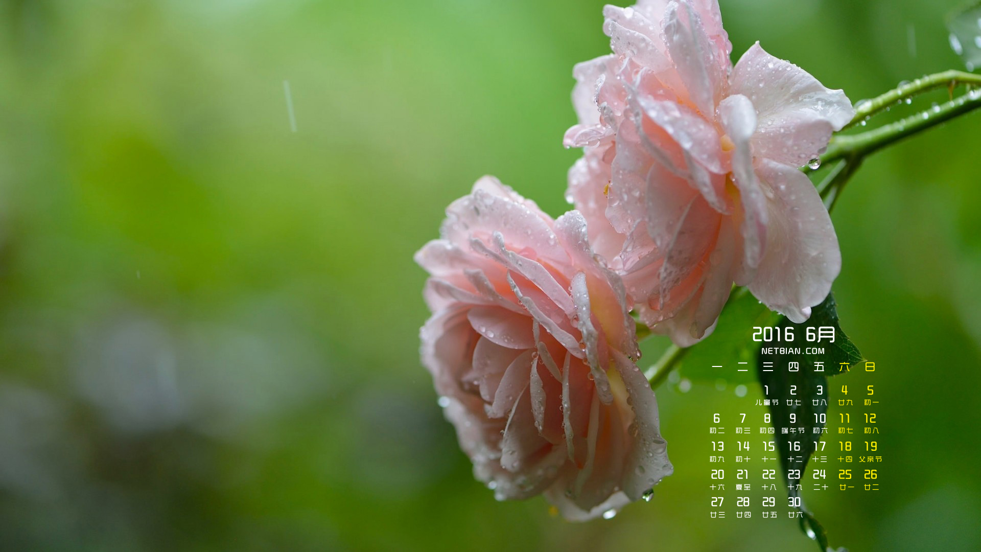 玫瑰花2016年6月护眼小清新日历桌面高清壁纸