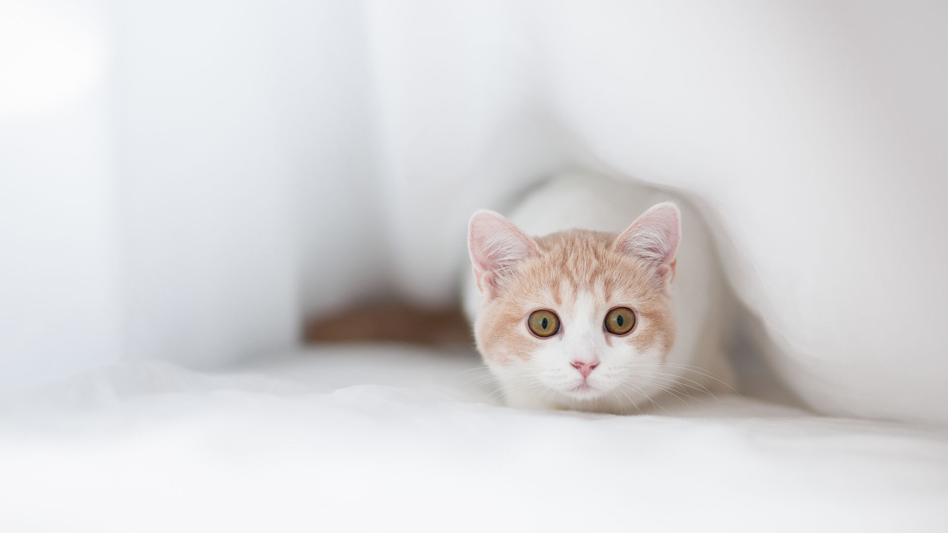 可爱小猫脸电脑桌面高清壁纸