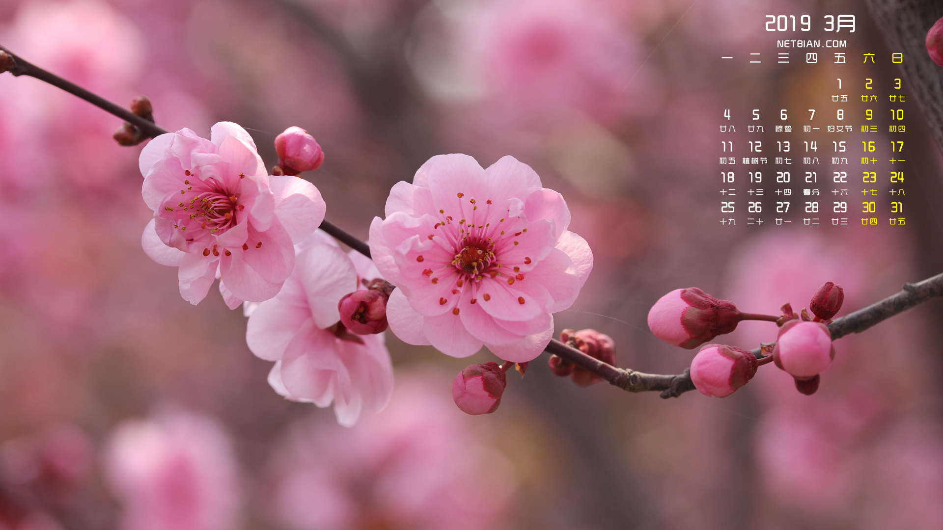 梅花2019年3月日历桌面高清壁纸