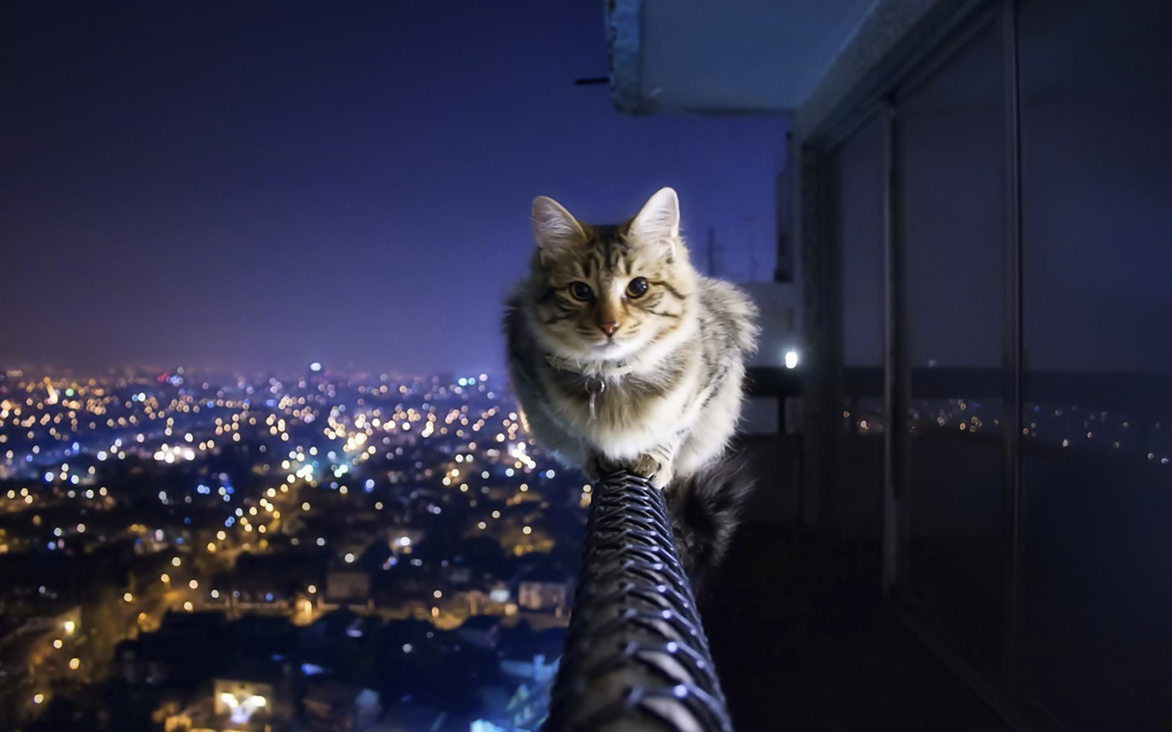 欣赏城市夜景的猫高清壁纸