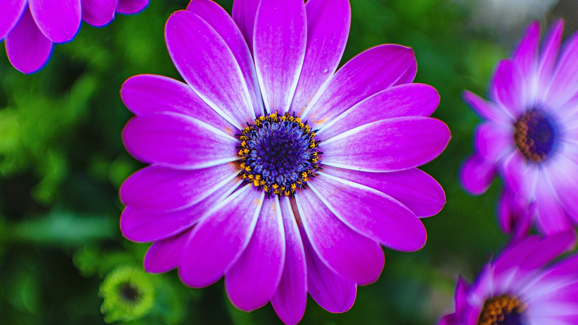 紫色花瓣 自然的花桌面高清壁纸