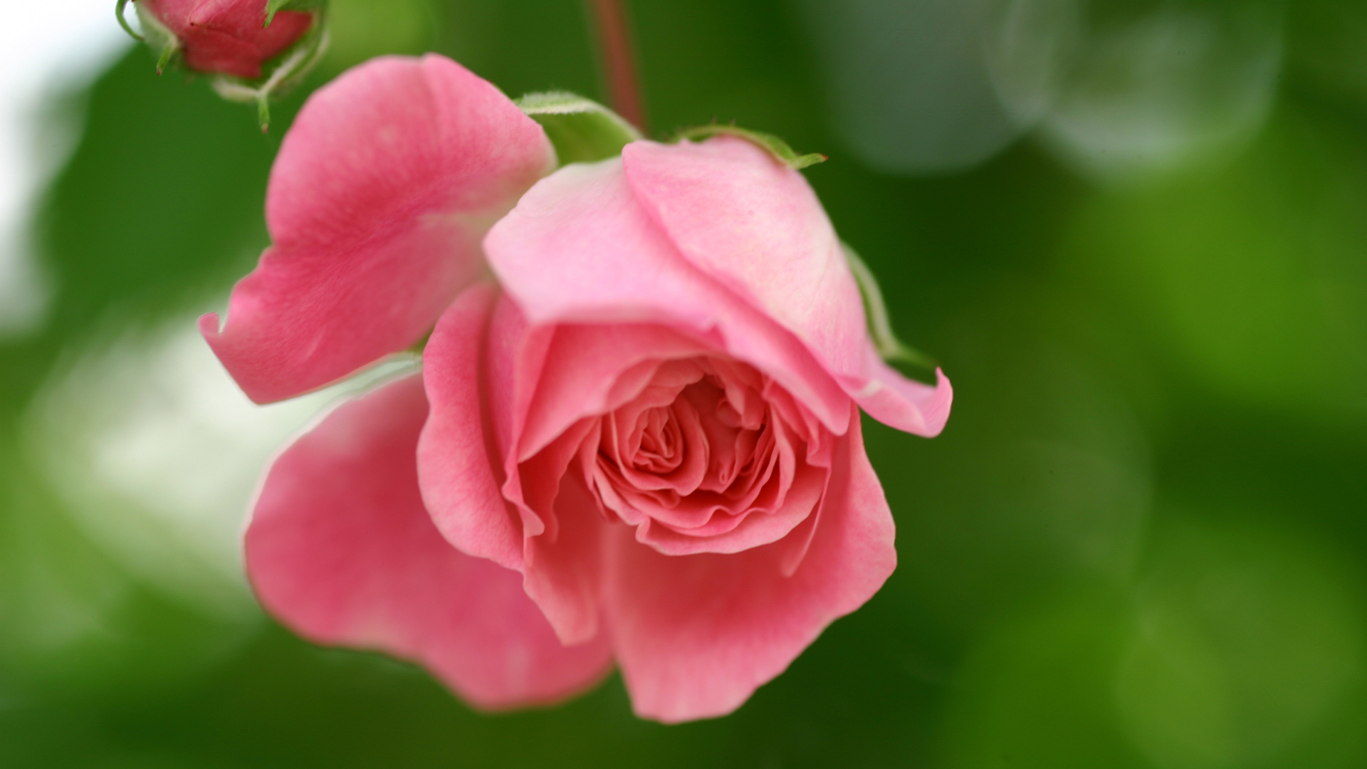 玫瑰，粉红，花，花瓣，花蕾，绿色背景，护眼，桌面高清壁纸