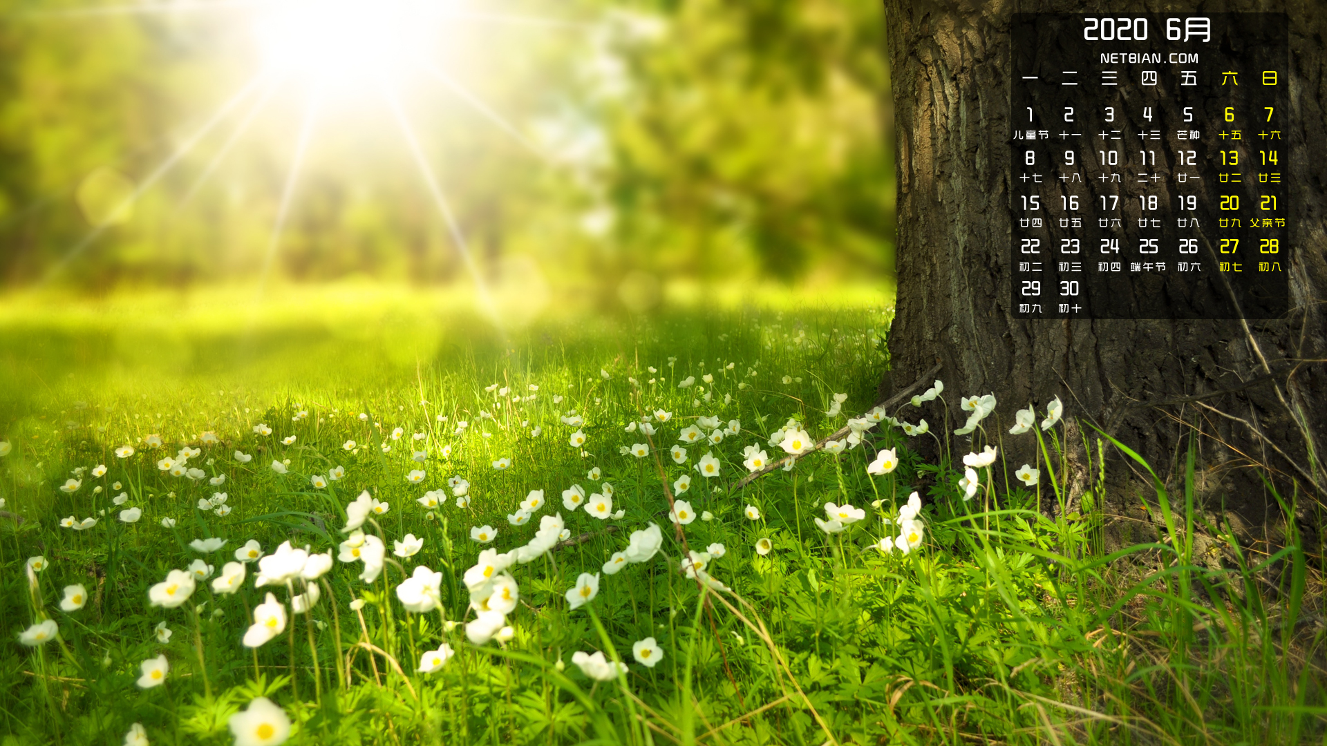 树 鲜花 太阳光 草甸2020年6月风景日历桌面高清壁纸
