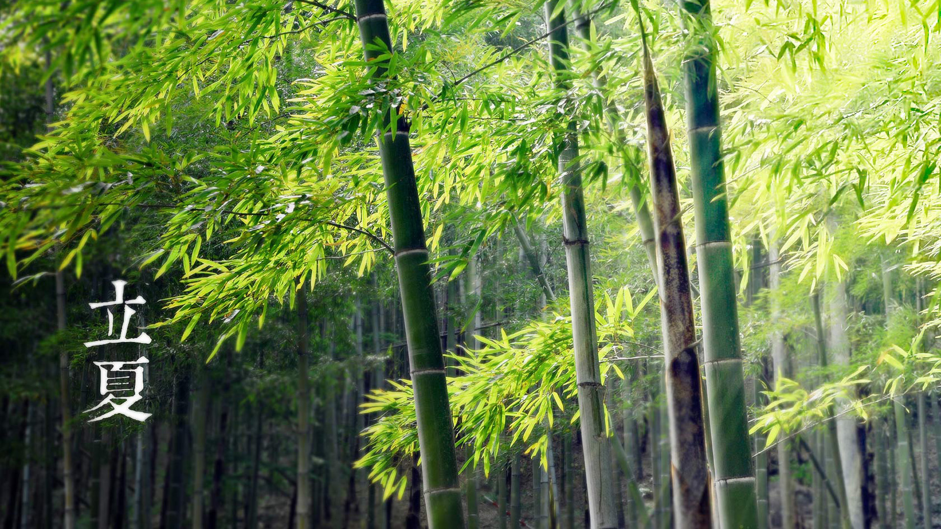 立夏节气桌面高清壁纸