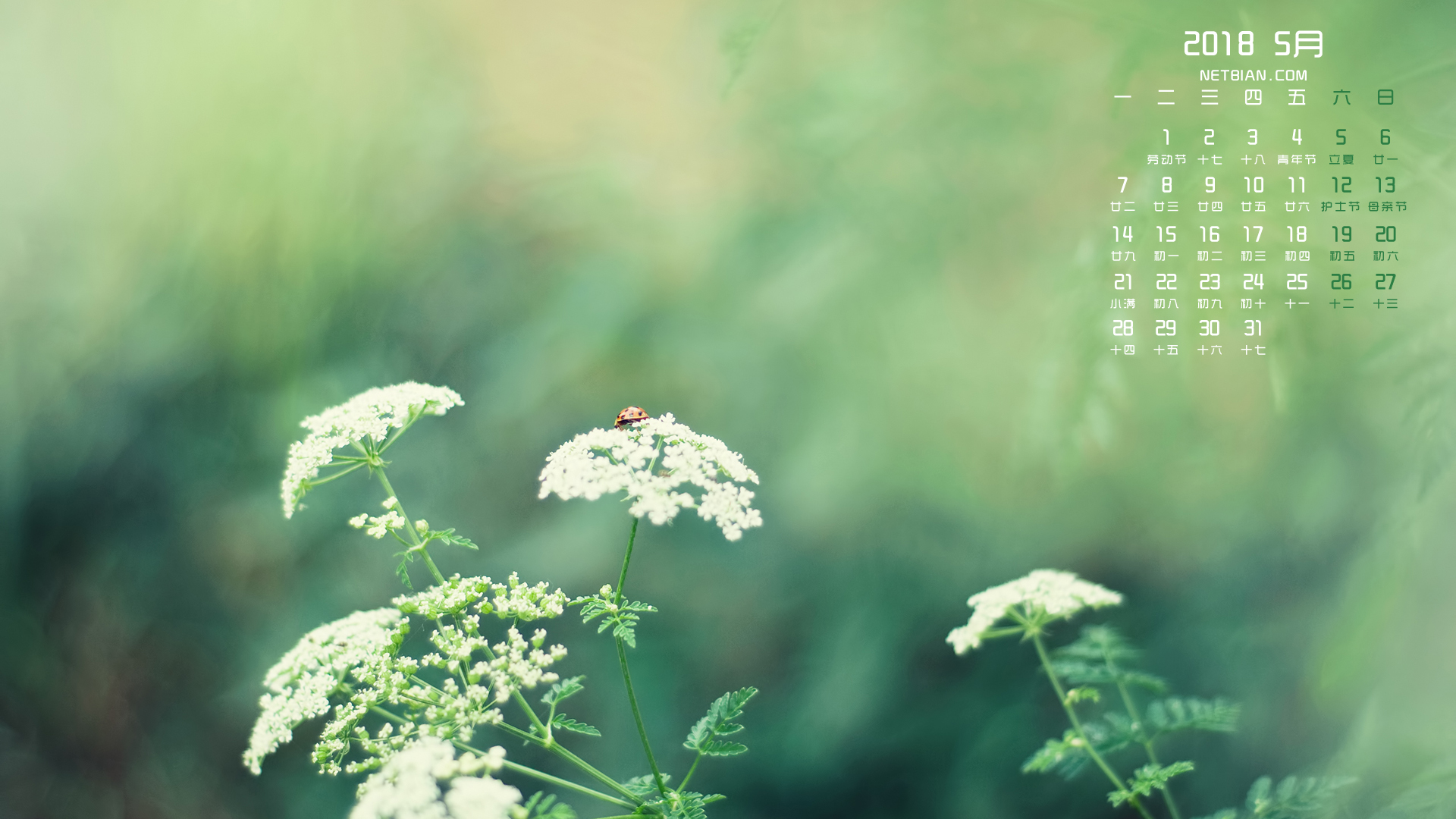 小清新植物2018年5月日历桌面高清壁纸