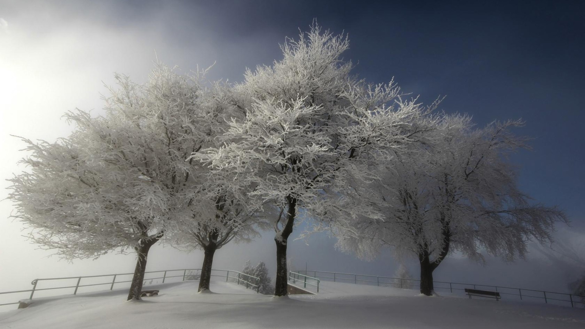 自然高清壁纸冬天,树,雪,风景桌面图片