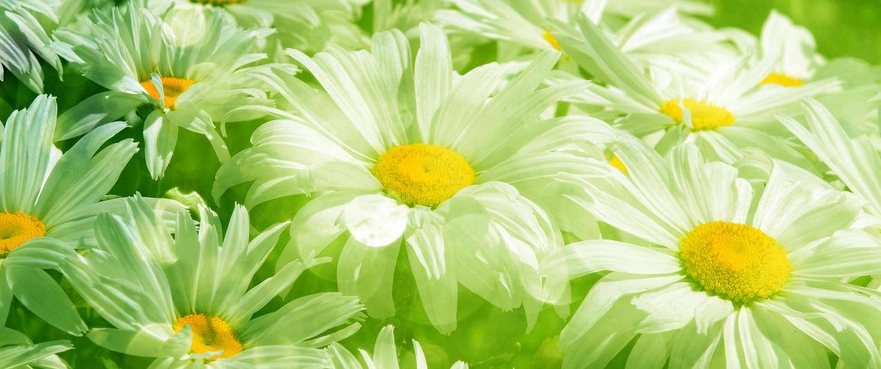 雏菊美丽鲜花桌面带鱼屏高清壁纸