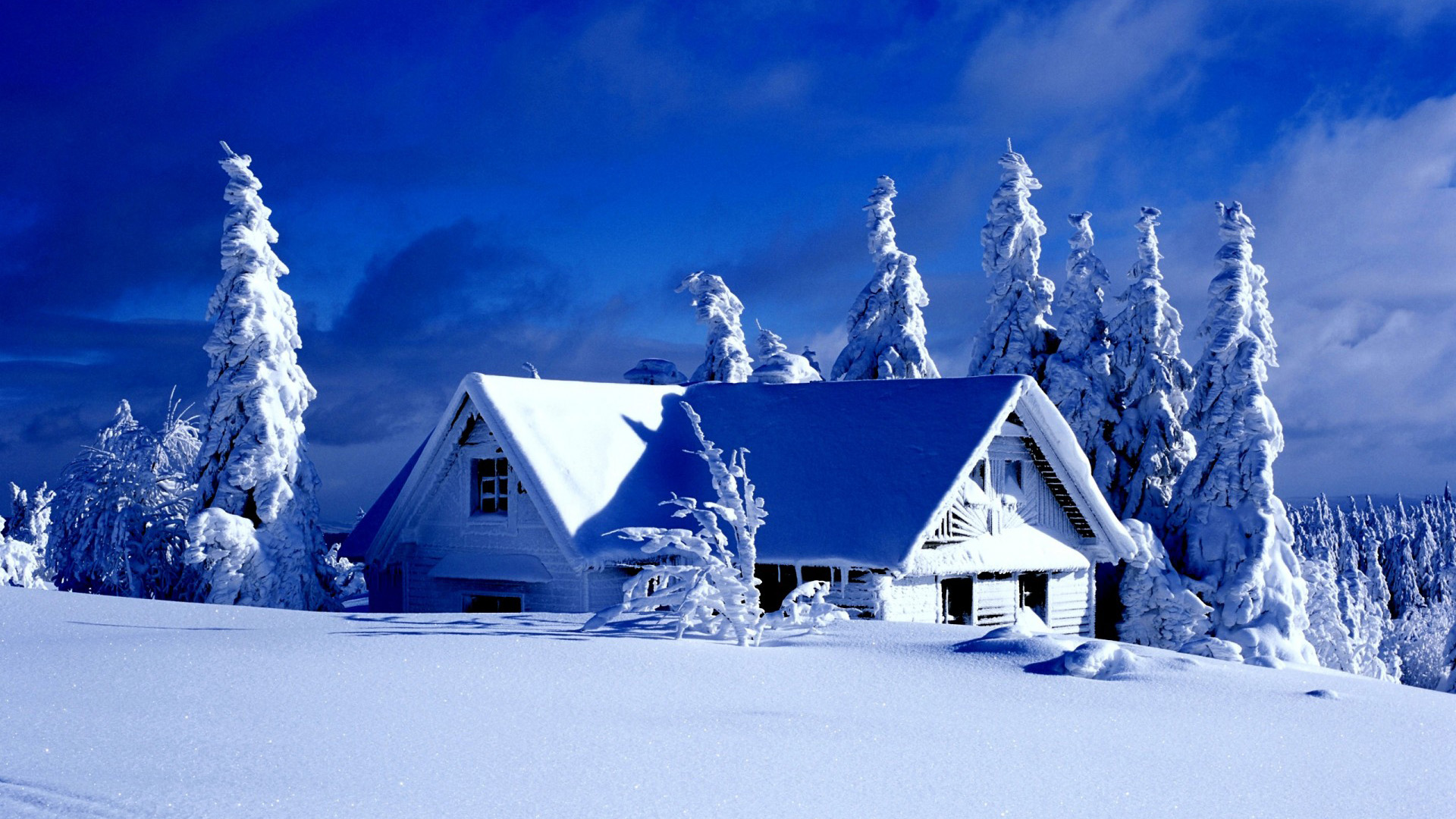 冬天,雪,云杉,树,灌木,天空桌面高清壁纸