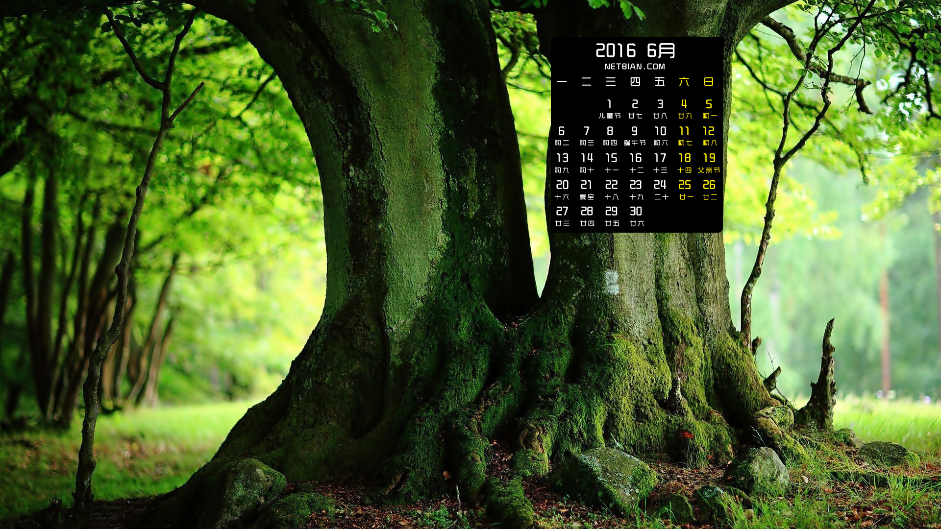 森林树桩风景2016年6月日历桌面高清壁纸