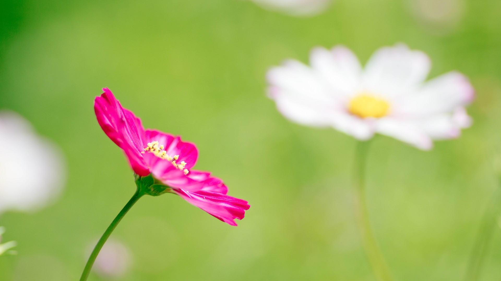 花，粉红色的花，绿色背景，桌面高清壁纸