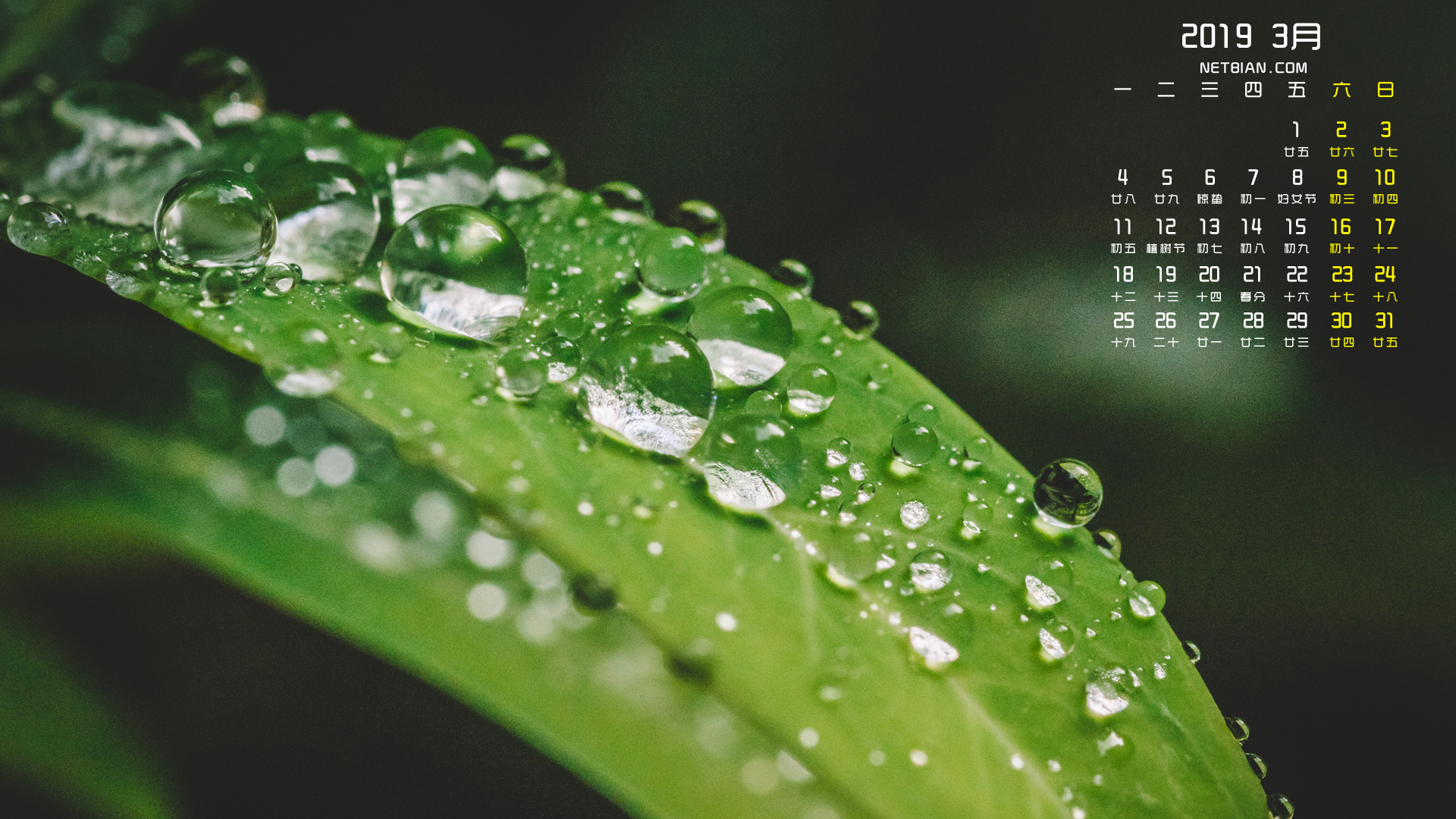 水滴2019年3月日历桌面高清壁纸
