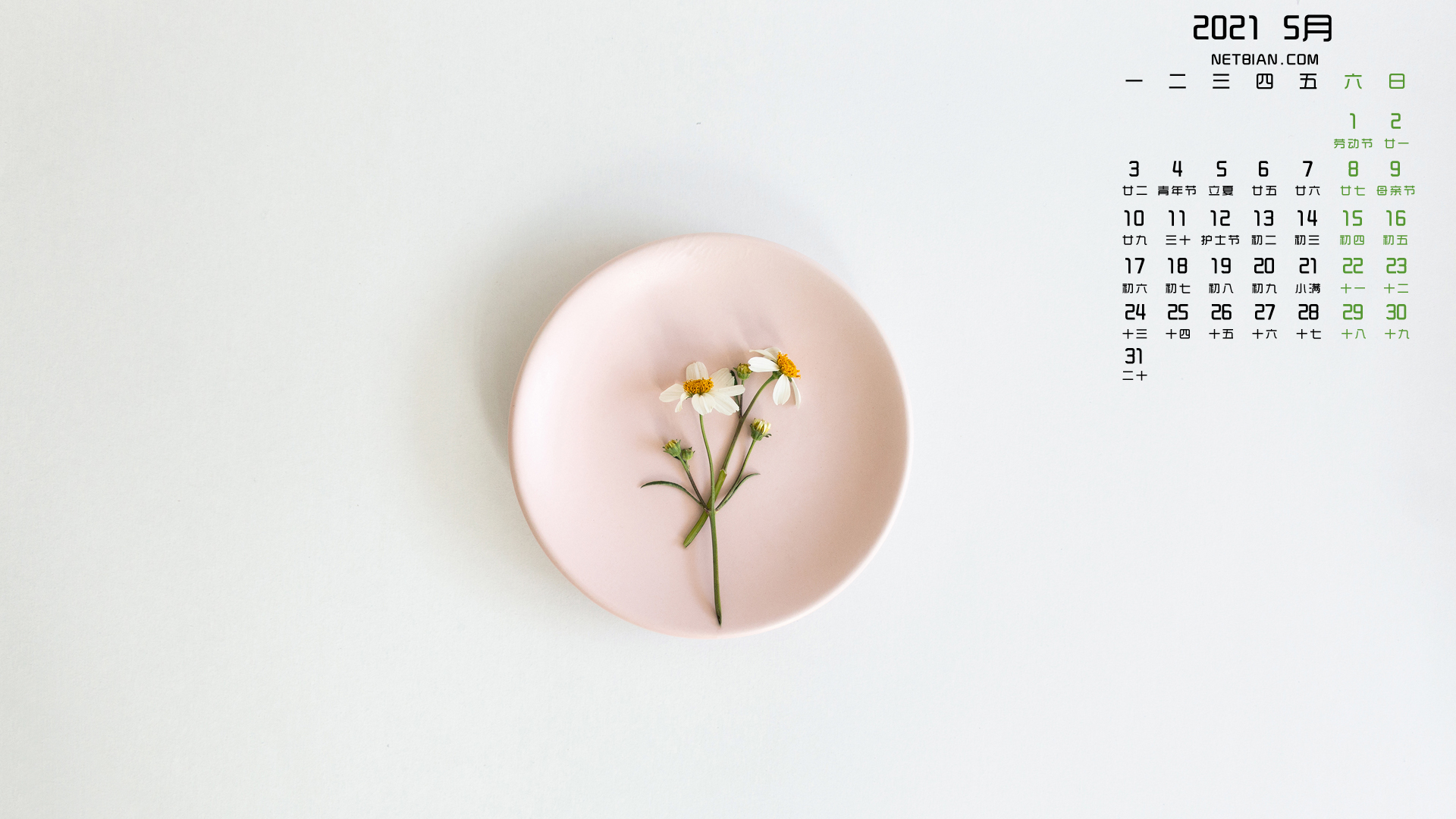 洋甘菊花盘2021年5月日历桌面高清壁纸