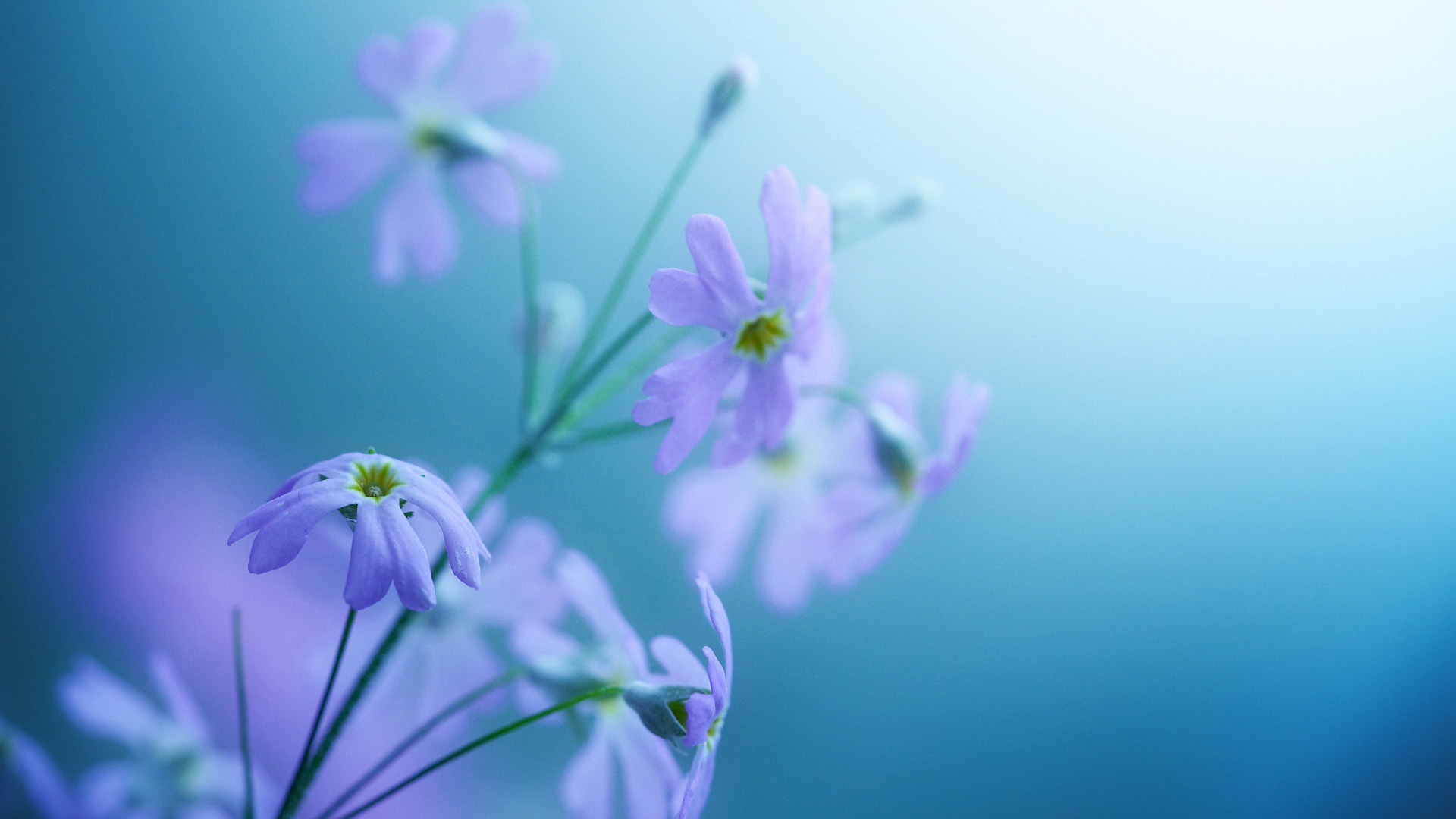唯美花高清壁纸