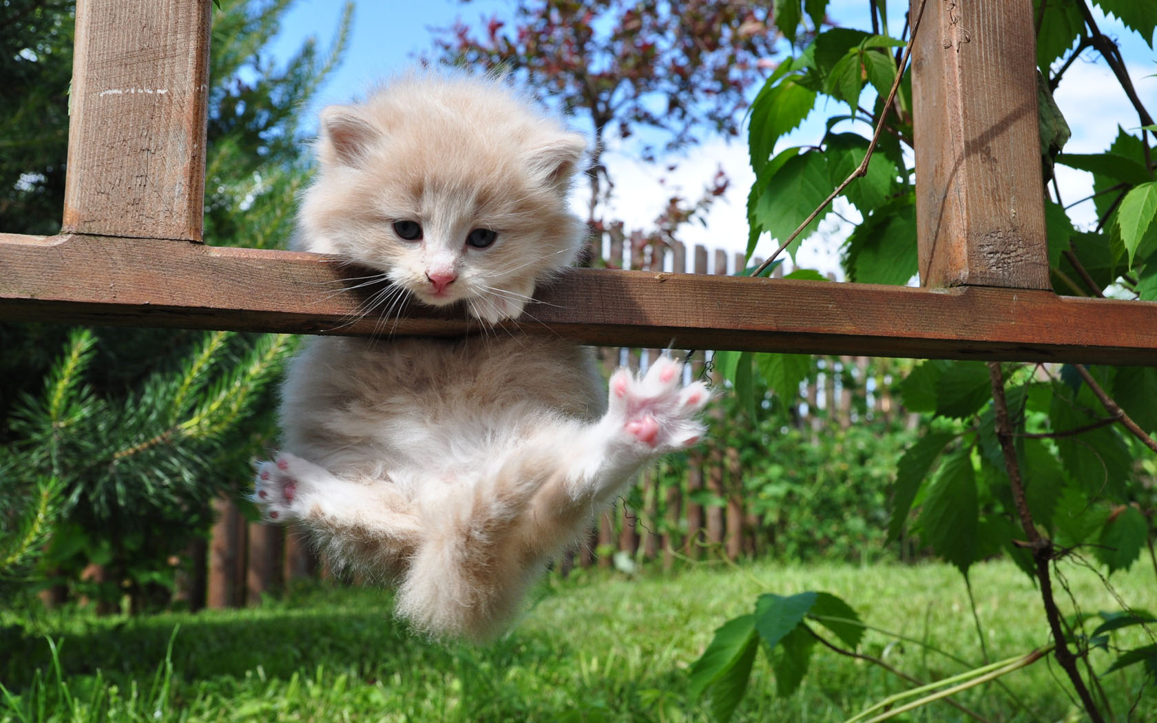 漂亮小花猫桌面高清壁纸