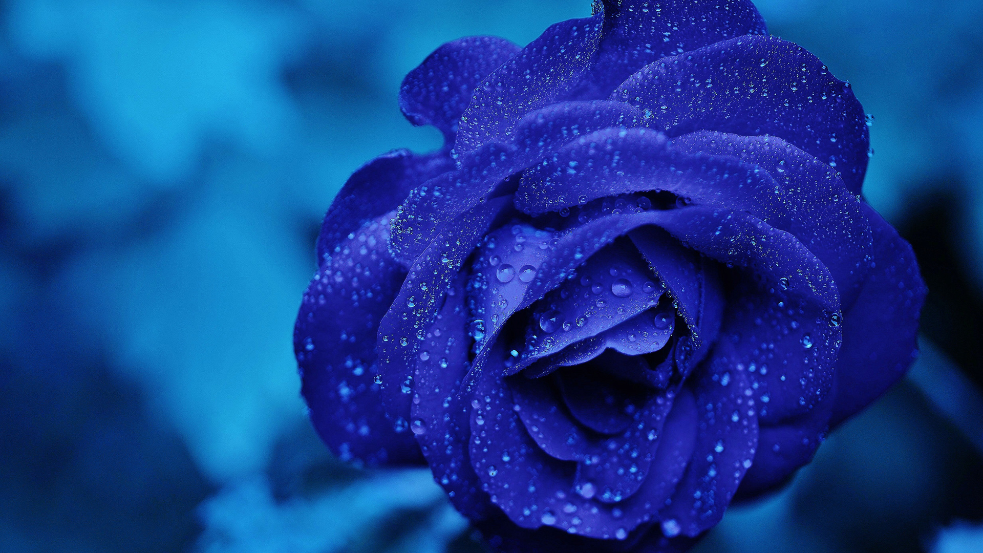 蓝色玫瑰花2K桌面高清壁纸