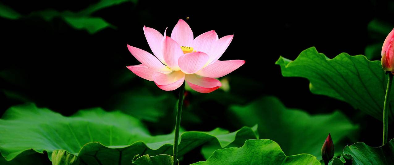 池塘荷花带鱼屏高清壁纸