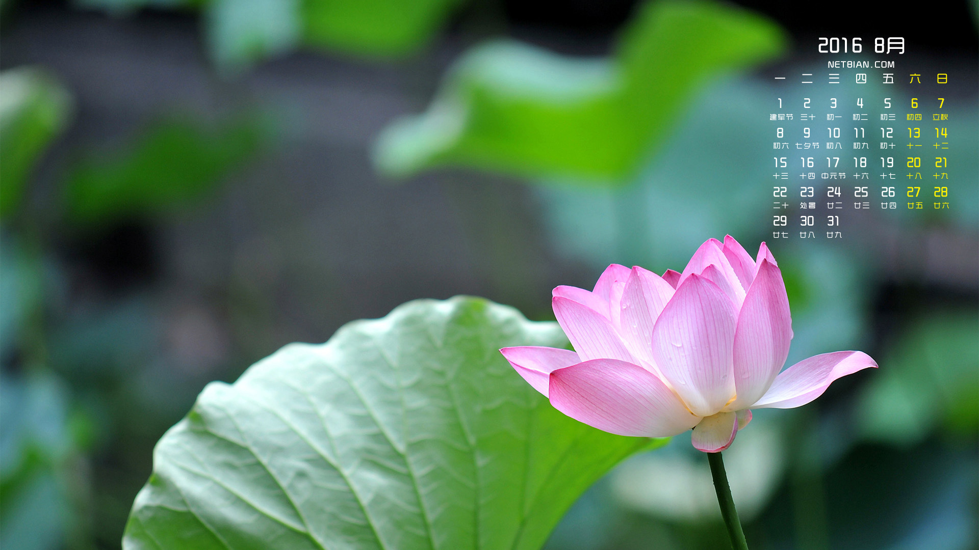 莲花2016年8月日历桌面高清壁纸