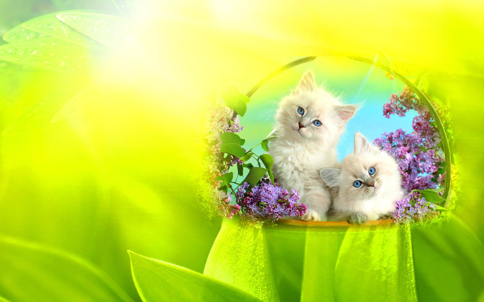 好奇小猫桌面高清壁纸