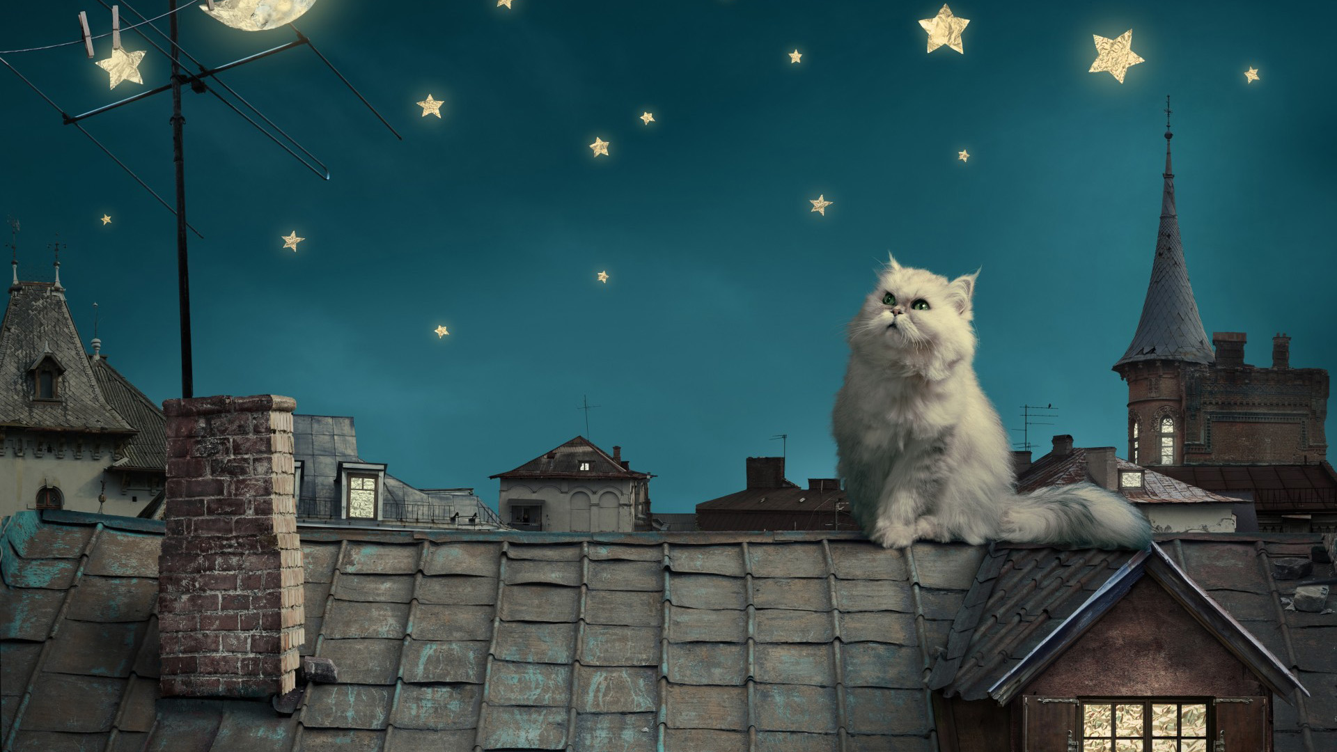 波斯白色的小猫,童话,幻想,屋顶,房屋,天空桌面高清壁纸