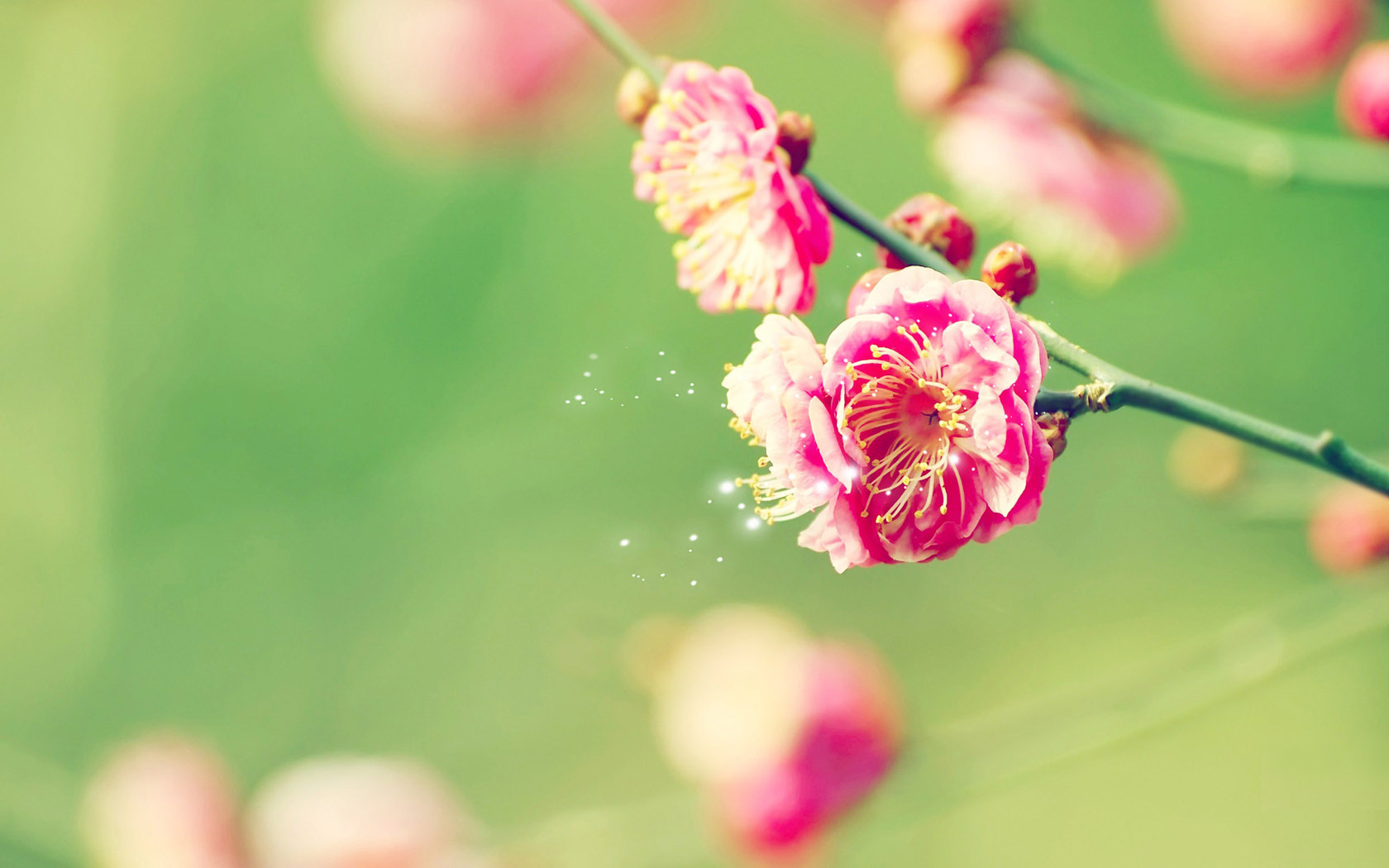 唯美桃花桌面高清壁纸