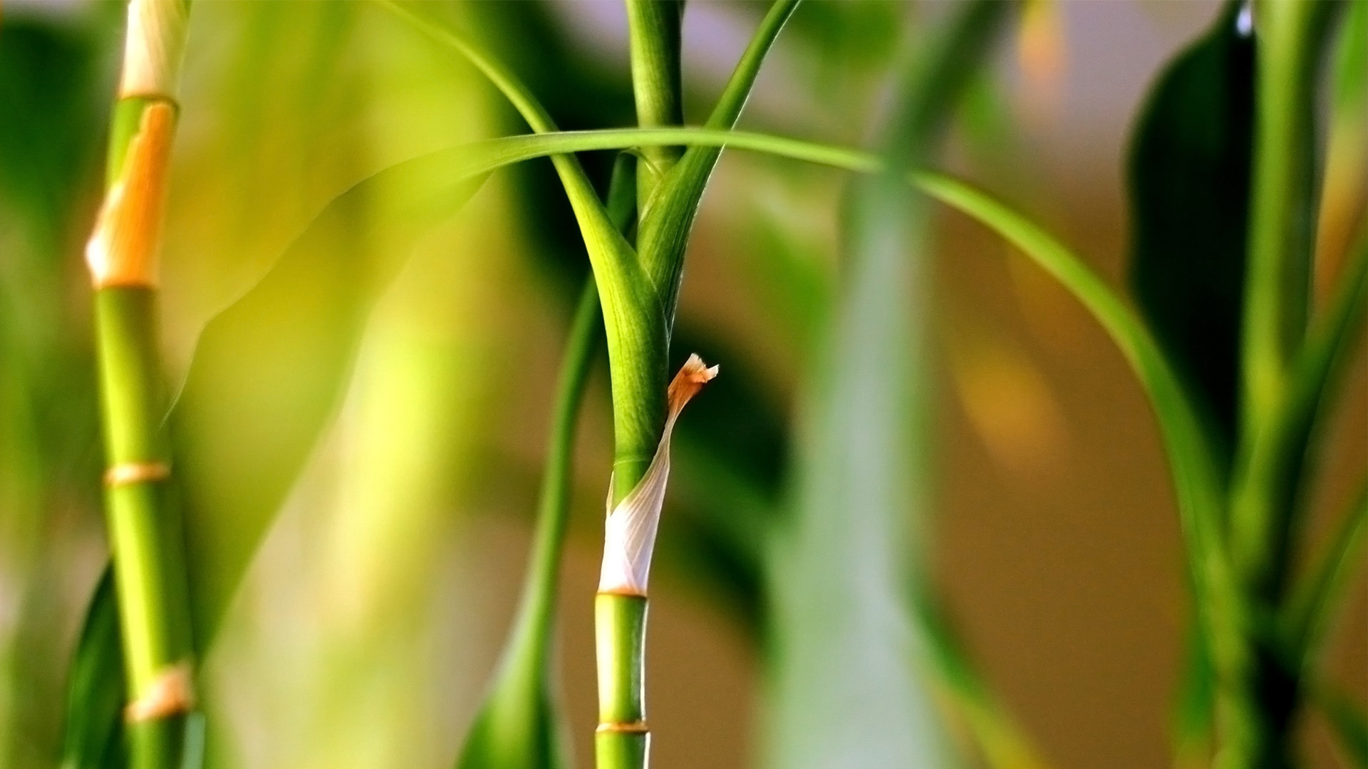 春天绿色植物桌面高清壁纸
