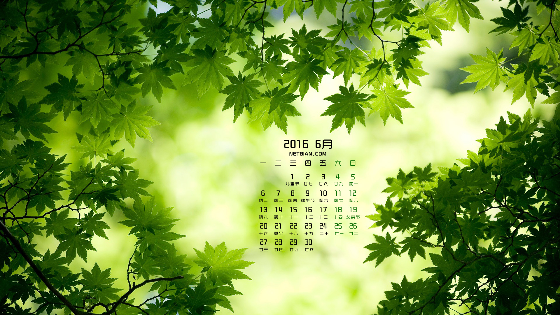 绿色枫叶护眼2016年6月日历桌面高清壁纸