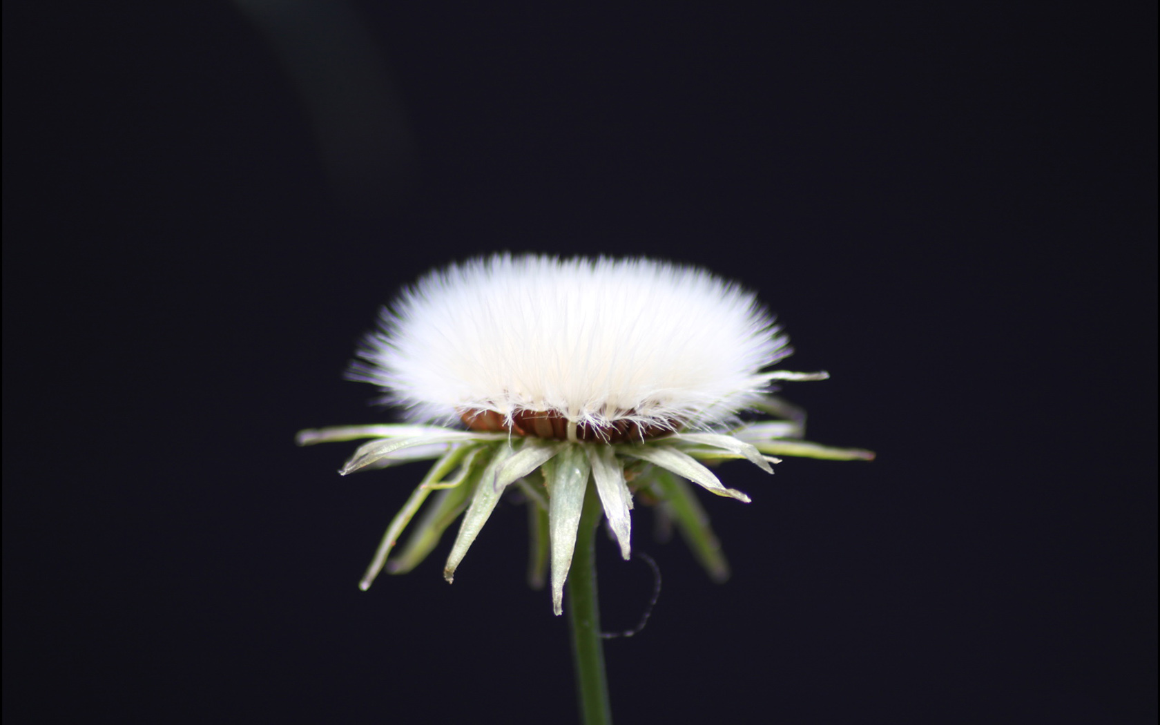 白色棉花桌面高清壁纸