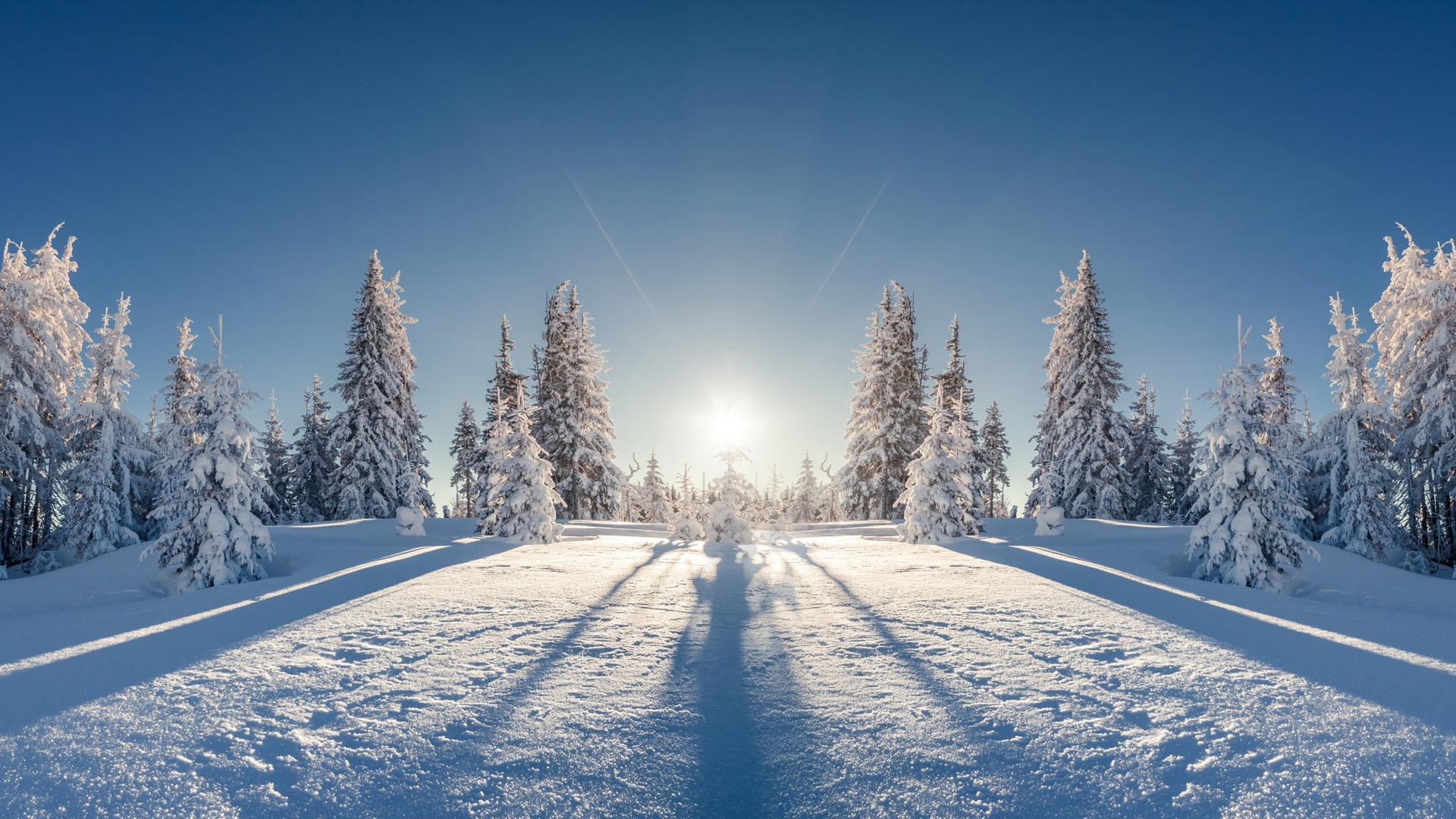 冬天，雪，森林，树，太阳，自然冬天风景图片桌面高清壁纸
