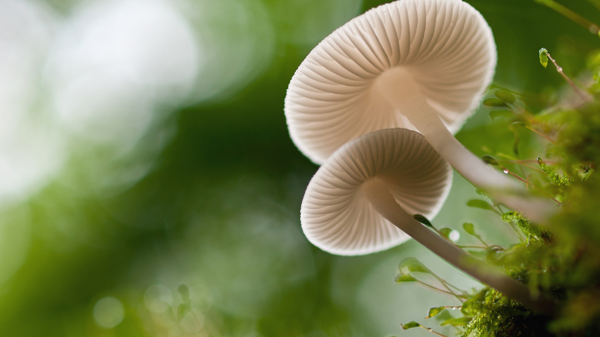 蘑菇苔藓绿色植物桌面高清壁纸