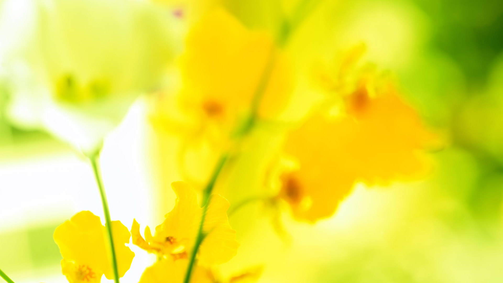 精选宽屏花卉桌面高清壁纸