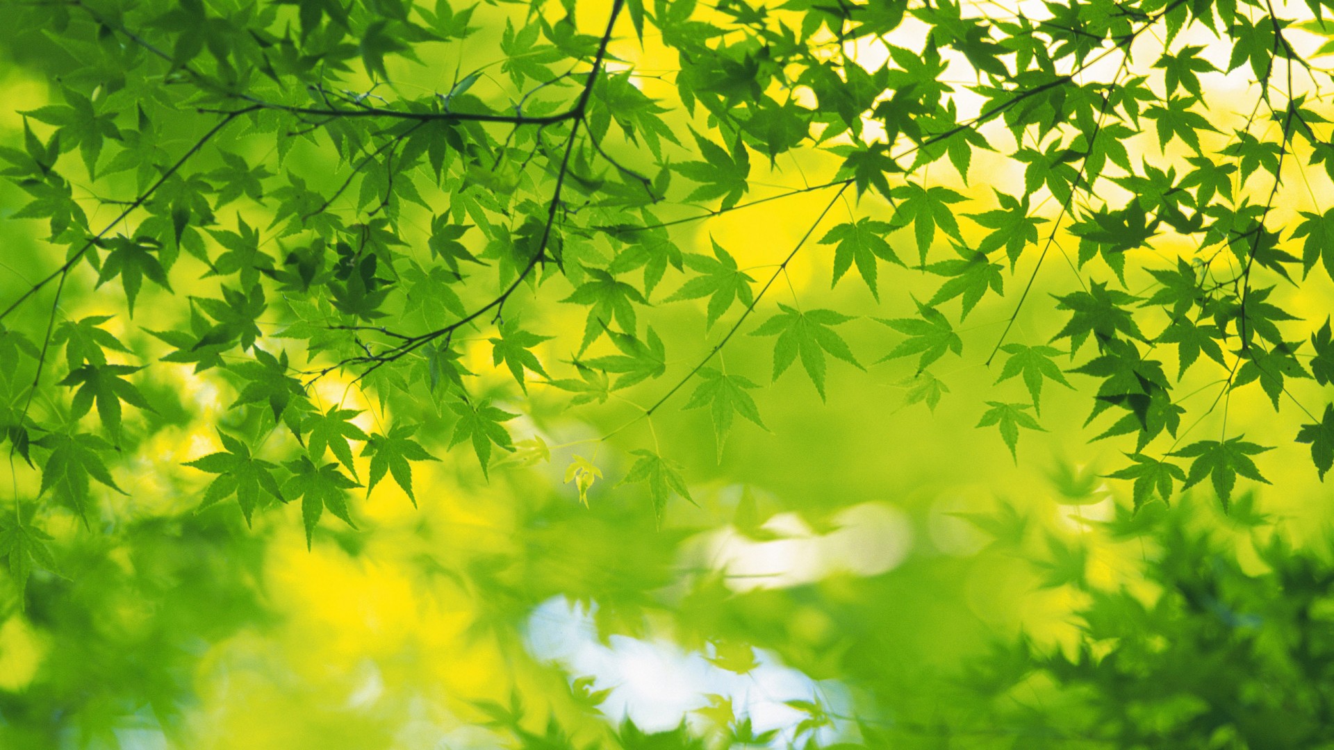 夏天,叶子,树叶,绿色的叶子护眼桌面高清壁纸