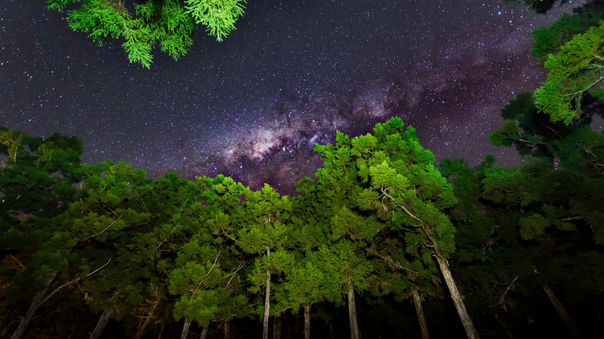 天空，星星，夜晚，光，树木，自然风景图片桌面高清壁纸