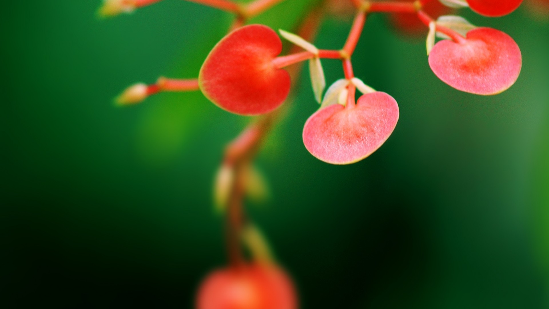 粉色叶子,鲜花,绿色背景,精选桌面高清壁纸