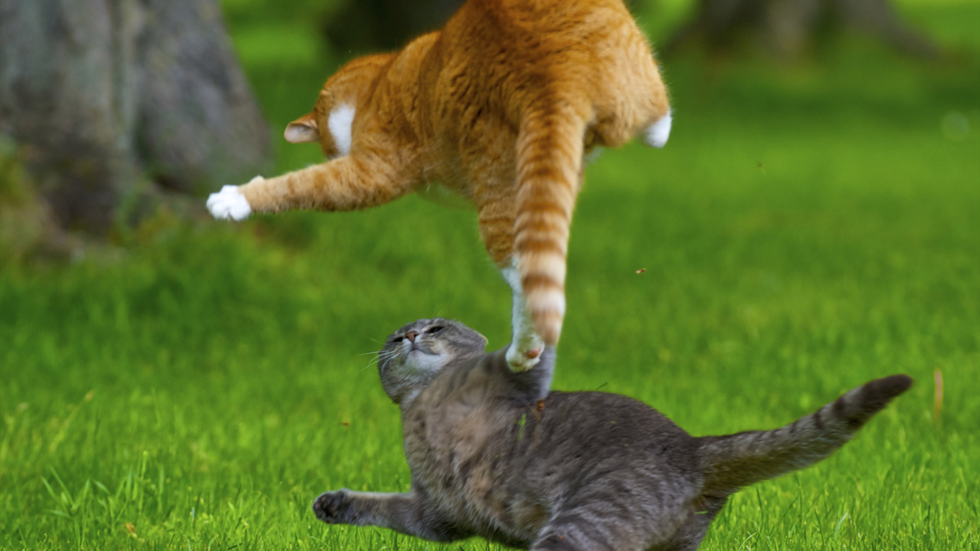 飞猫在天桌面高清壁纸