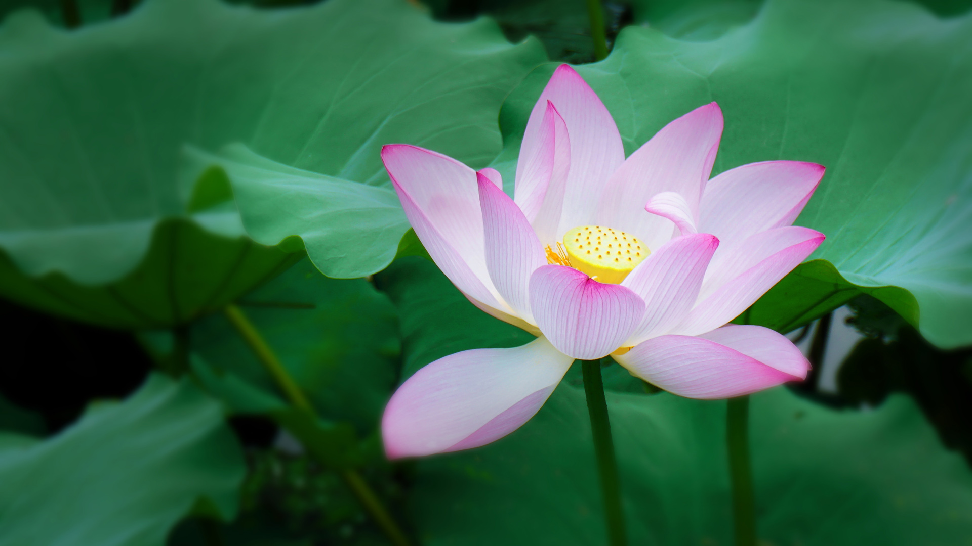 夏季 荷花 莲花 清新 桌面高清壁纸