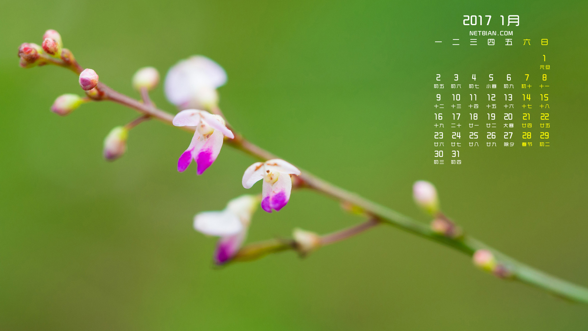 花2017年1月日历桌面高清壁纸