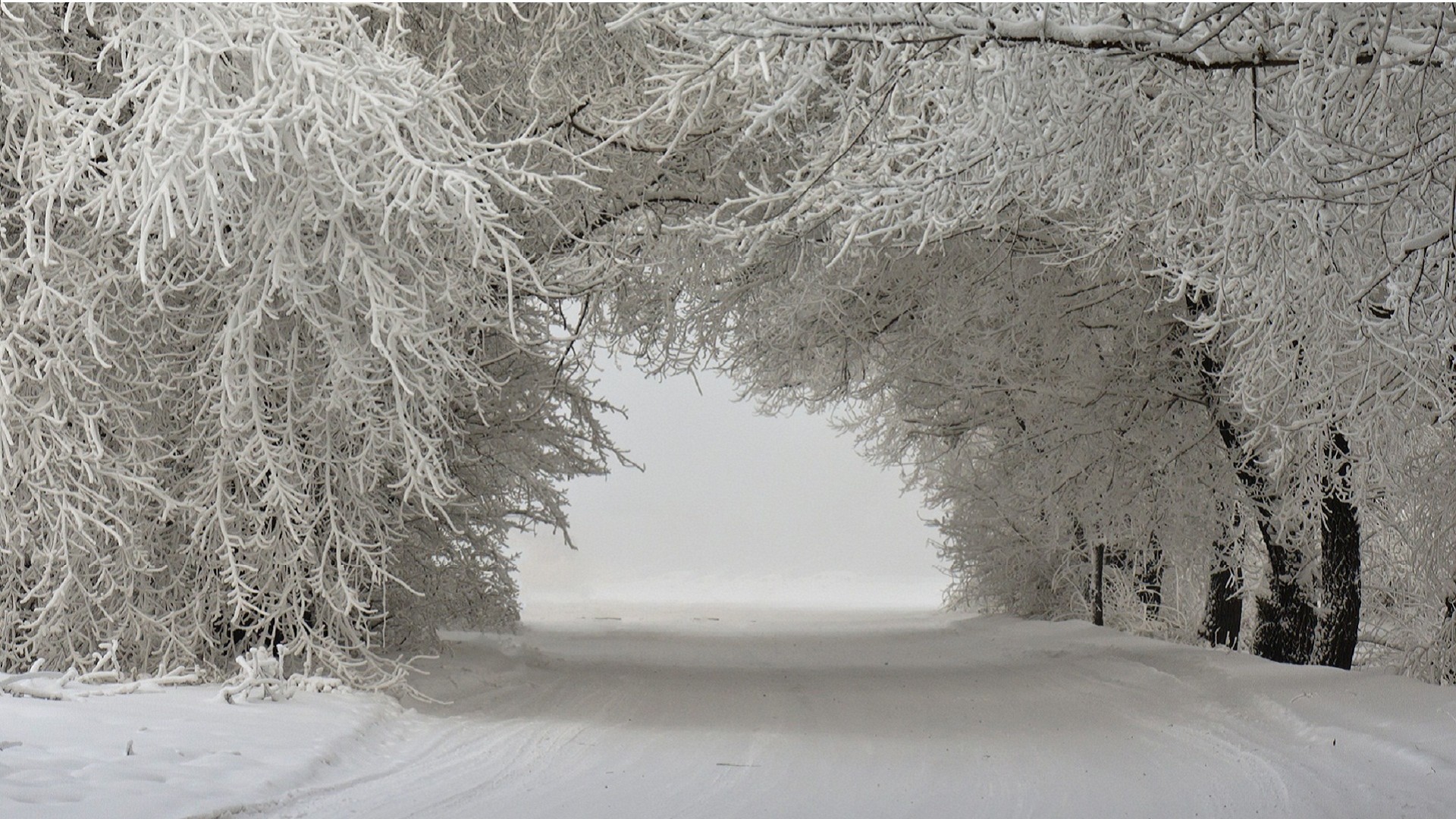 冬季景观,雪树图片,路径,唯美桌面高清壁纸