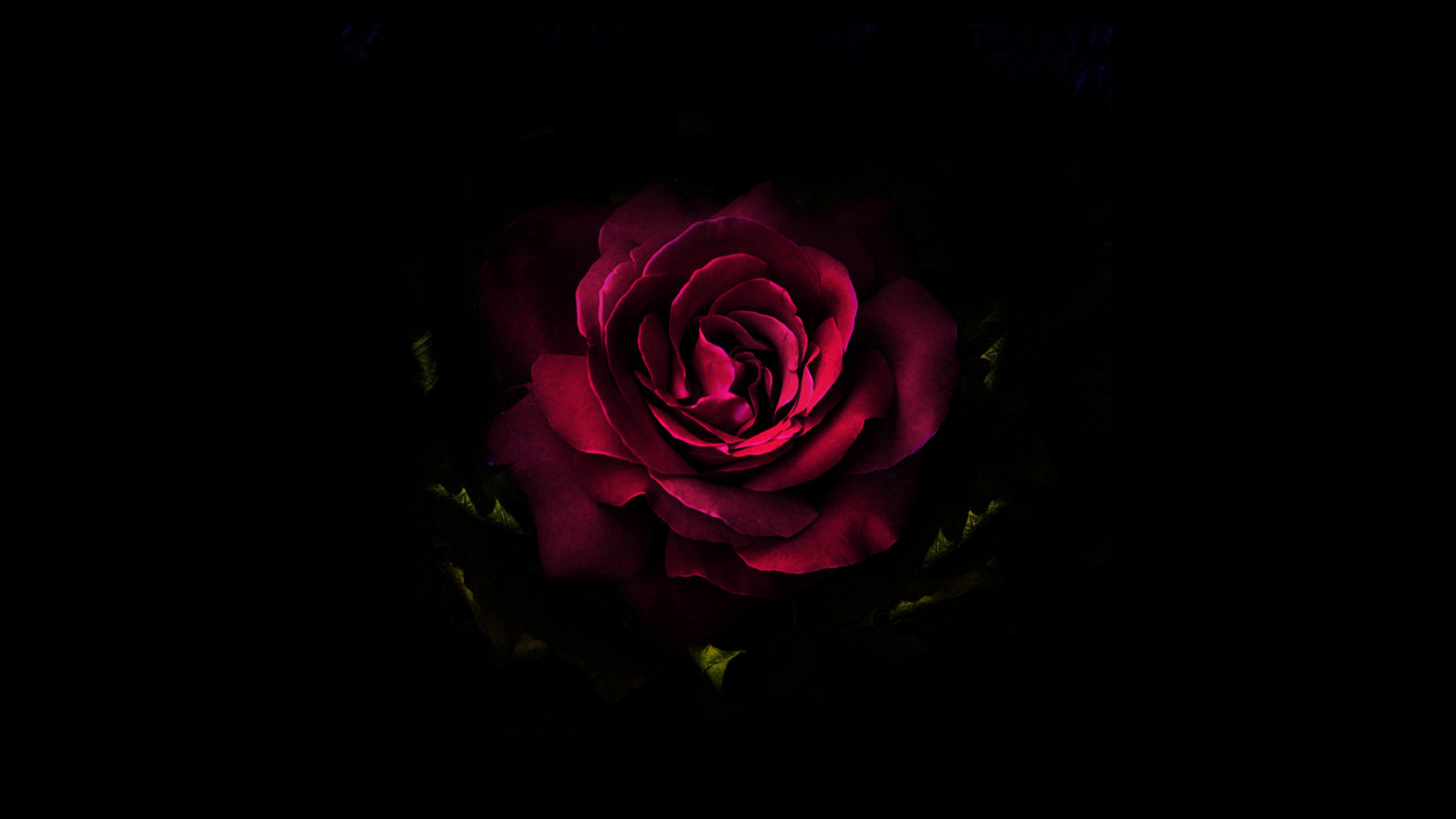 深紫色玫瑰花电脑桌面高清壁纸