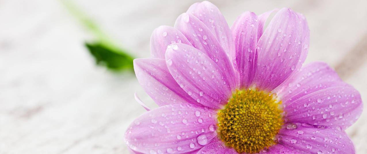 花带鱼屏高清壁纸