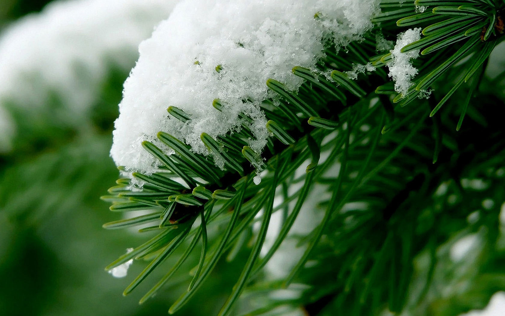 雪松桌面高清壁纸