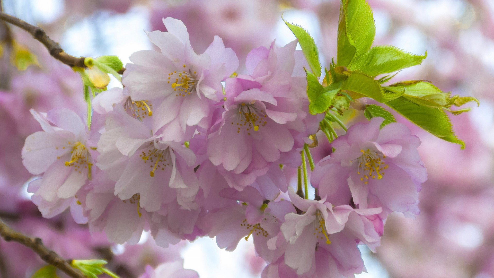 樱桃花桌面高清壁纸