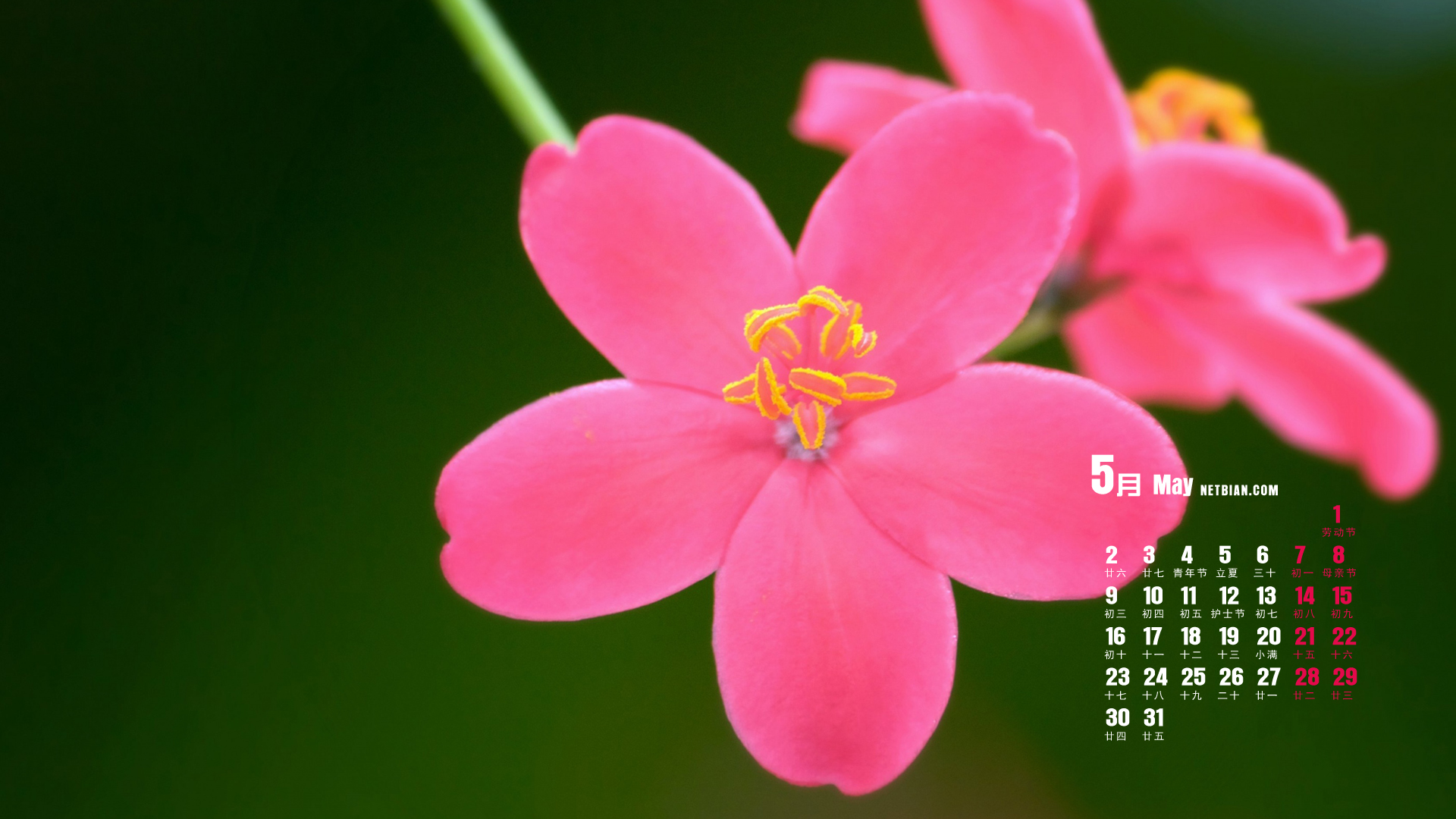 小花2016年5月日历电脑桌面高清壁纸