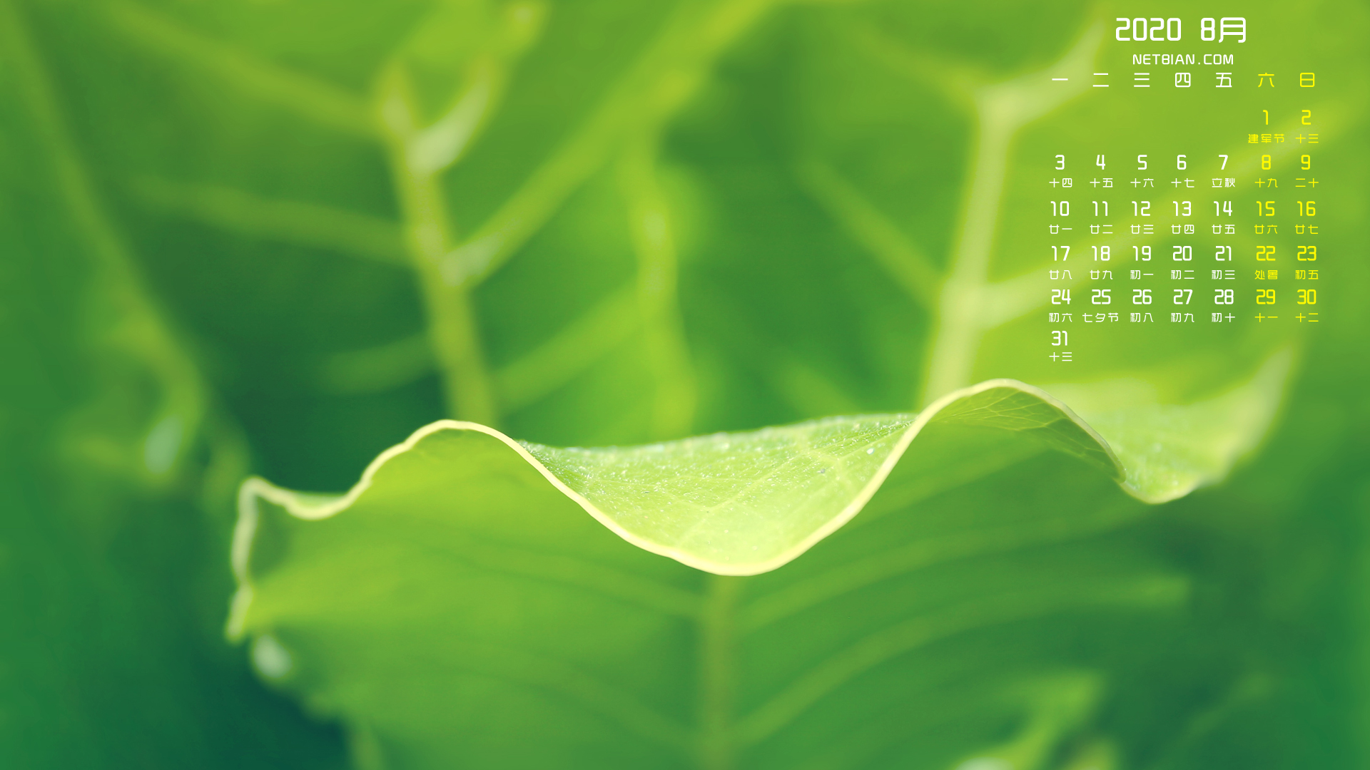 护眼绿色植物2020年8月日历桌面高清壁纸