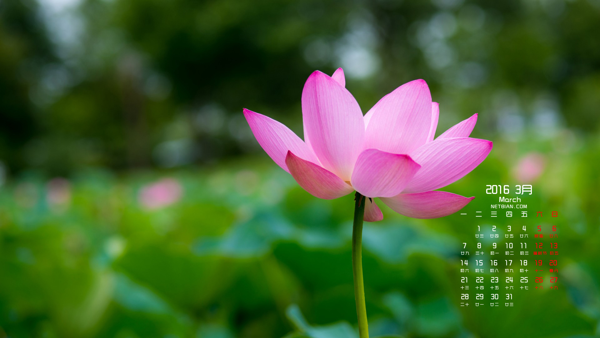 粉红色莲花花瓣2016年3月日历桌面高清壁纸
