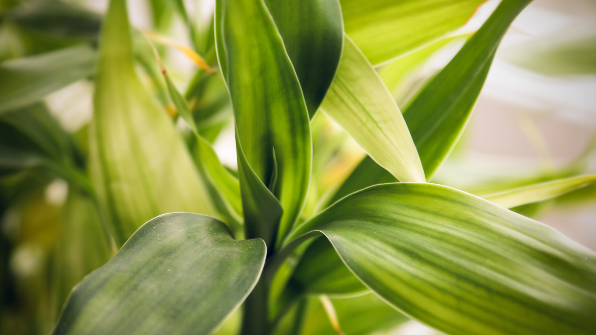 绿色植物叶子桌面高清壁纸